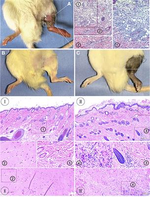 The Effects of Tacrolimus on Tissue-Specific, Protein-Level Inflammatory Networks in Vascularized Composite Allotransplantation